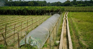 Sustainable farming in Duttapukur.