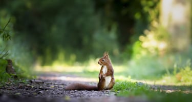 Nature image on sustainability.