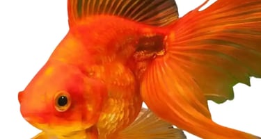 Goldfish