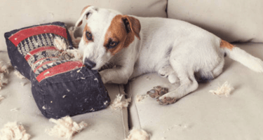 Chien détruit tapis coussin