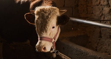 Documentaire Lost Tapes