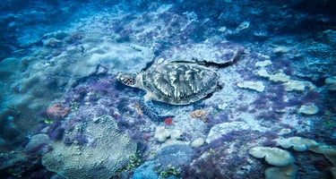 A green sea turtle rests on a colorful tropical coral reef on the ocean floor.