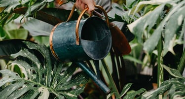 Monstera Thai Constellation care guide