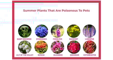 Summer plants toxic to dogs including hydrangea, foxglove, oleander, larkspur, ragwort, and others.