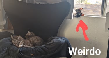 Jill Bennett filmmaker