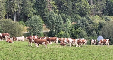 vaches grâce auxquelles on a du bon Comté