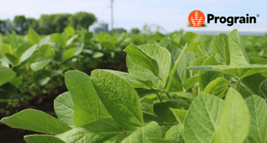 soju seklos Prograin. soju augalu laukas