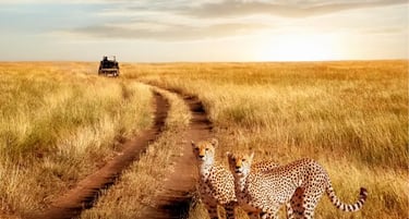 Two cheetahs standing in the African savanna at sunset with a safari vehicle in the distance.