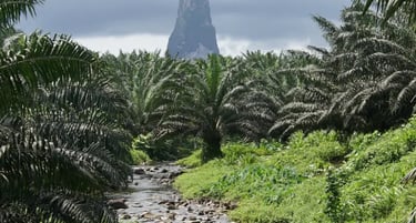 Tropical landscape featuring a rocky river flowing through a palm oil plantation toward Pico Cão Grande.