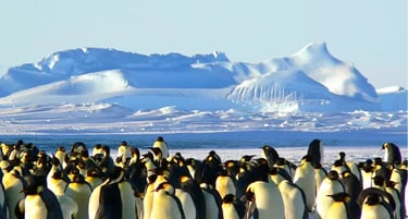 A large colony of Emperor penguins huddling on Antarctic ice with snow-covered mountains in the background.