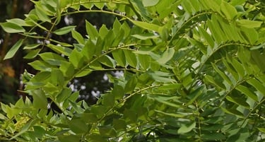 Oleh Wibowo Djatmiko (Wie146) - Karya sendiri, CC BY-SA 3.0, https://commons.wikimedia.org/w/index.php?curid=5646074