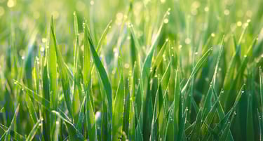 Irrigation installation