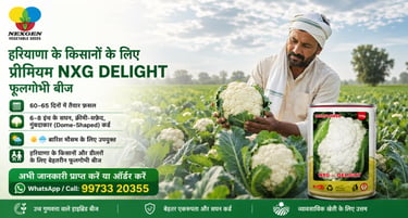 A farmer holding a fresh NXG Delight cauliflower curd in a field for Nexgen Vegetable Seeds.