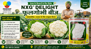 NXG® DELIGHT फूलगोभी बीज – Punjab Cauliflower Seeds