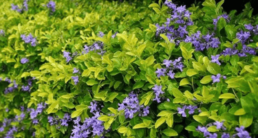 lawn grass suppliers Rajahmundry