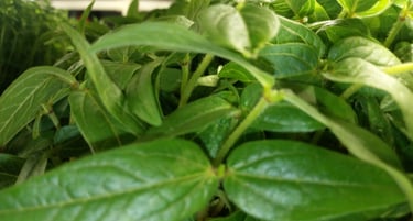  micromung beans