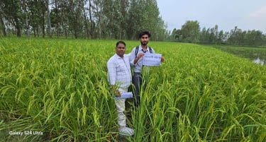 Two men standing in a lush green rice paddy field, demonstrating agricultural crop growth and farming.
