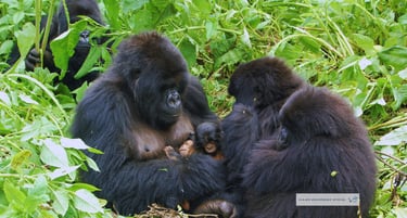 Viajes Bojórquez Oficial