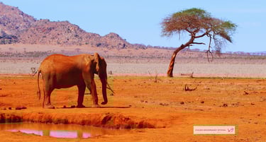 Viajes Bojórquez Oficial