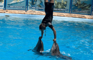 Dolphin World Show with Walruses