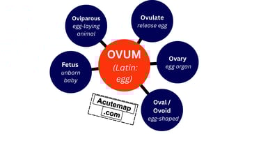Root word chart Ovum for SSC UPSC