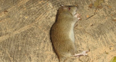 Dead rat.