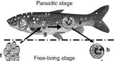 Ich (White Spot Disease) in fish