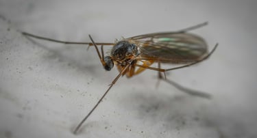 Fungus Gnat