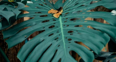 Mature fenestrated Monstera deliciosa leaf climbing a tree trunk in the wild