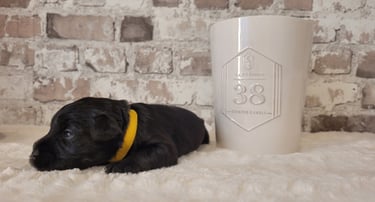 Chiot Schnauzer nain