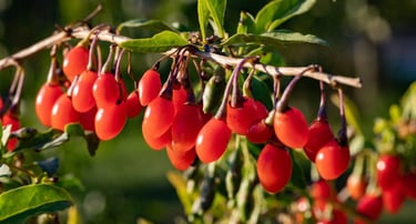Goji Berries - มีโกจิเบอร์รี่