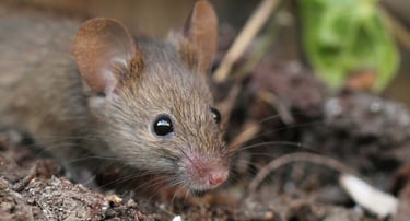 dératisation, dératiseur montélimar, extermination de rats, exterminateur de souris montélimar