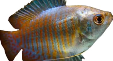 Gourami