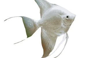 Angelfish