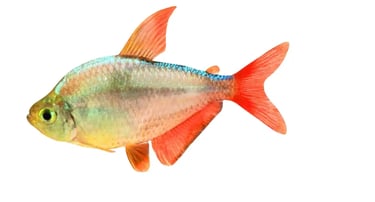 Tetras