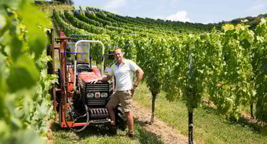 Mann im Weingarten