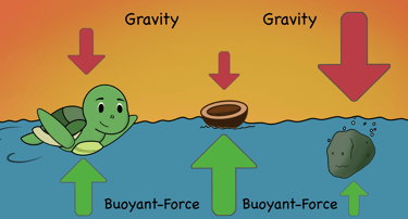 Illustration of buoyant force and gravity using a turtle, bowl, and rock