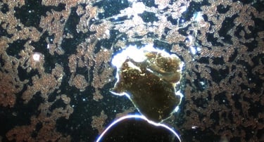 Image: Spherical construction site with a brownish golden hydrogel. Surrounding red blood cells are 