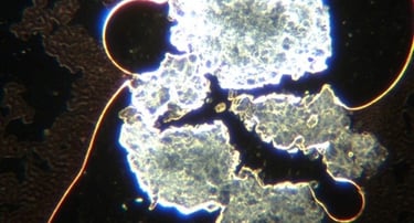 Image: Crystalline-looking hydrogel conglomerates, grown out of spherical construction sites.