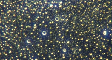 Image: higher magnification of micellar hydrogel construction, 2000x.