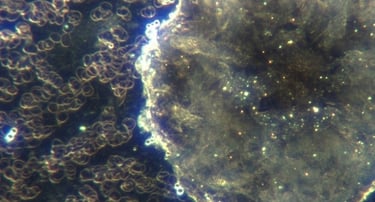 Image: Large hydrogel construction with small spheres around the rim. Many light-emitting microbots 