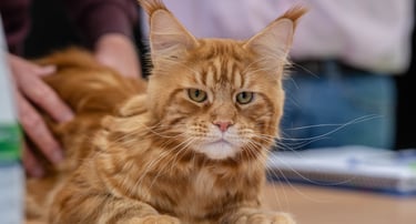 Red Tabby