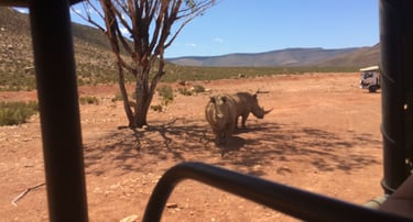 Rinocerontes observados de perto em safari na Aquila Game Reserve, África do Sul.