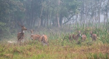 a herd of Spotted deers in the wild being led on by the Alpha.