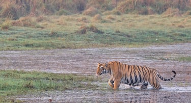 A wild Bengal tiger walks through a shallow marshy pond in a grassy wetland safari habitat.