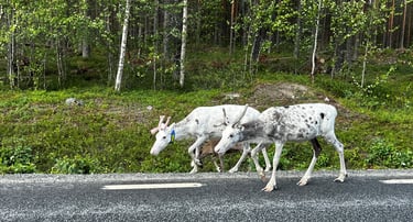Swedish reindeer lichen project gains mining and Sami support.