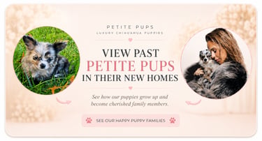 Petite Pups | Luxury Chihuahua Puppies For Sale in New York | PetitePups.com
