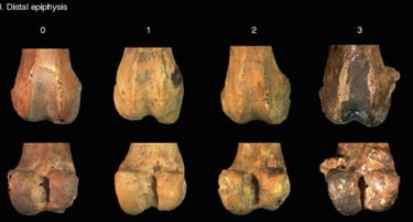 Osteoartritis en Prolagus sardus, un lagomorfo extinto que habitó Cerdeña en el Pleistoceno tardío.