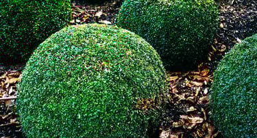 Company that trims bushes