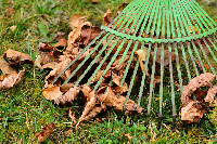 Leaves removal and raking company 